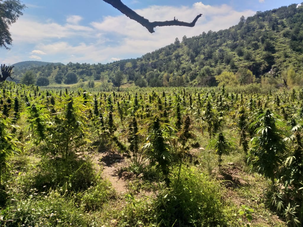 Localizan dos plantíos de marihuana y campamentos en Nonoava