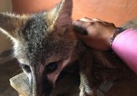 Rescatan a zorra gris en Cuauhtémoc