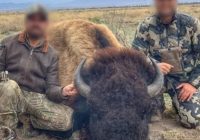 Se investiga por el Gobierno de Coahuila, caza de bisonte