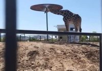 Reubican a la jirafa Benito a un zoológico de Puebla